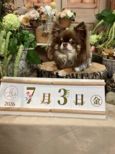 仙台ペット宿R with dogご宿泊頂きましたわんちゃんのご紹介