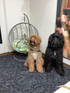 仙台ペット宿R with dogご宿泊頂きましたわんちゃんのご紹介