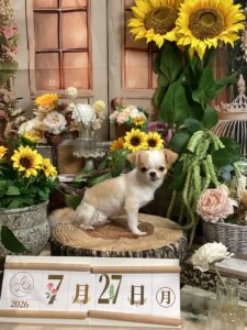 仙台ペット宿R with dogご宿泊頂きましたわんちゃんのご紹介