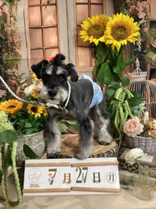 仙台ペット宿R with dogご宿泊頂きましたわんちゃんのご紹介