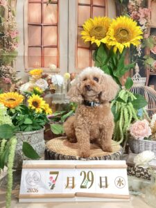 仙台ペット宿R with dogご宿泊頂きましたわんちゃんのご紹介