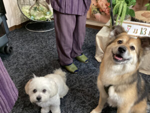 仙台ペット宿R with dogご宿泊頂きましたわんちゃんのご紹介