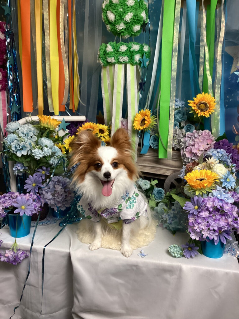 仙台ペット宿R with dogご宿泊頂きましたわんちゃんのご紹介