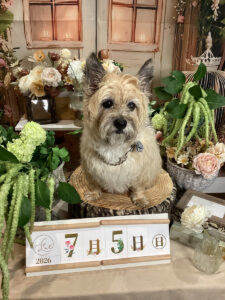 仙台ペット宿R with dogご宿泊頂きましたわんちゃんのご紹介
