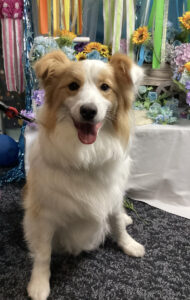仙台ペット宿R with dogご宿泊頂きましたわんちゃんのご紹介