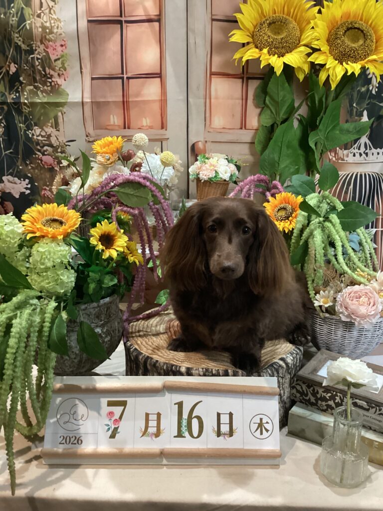 仙台ペット宿R with dogご宿泊頂きましたわんちゃんのご紹介