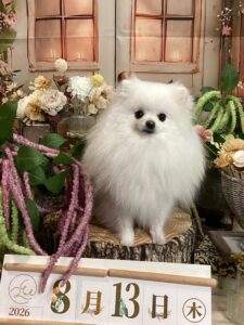 仙台ペット宿R with dogご宿泊頂きましたわんちゃんのご紹介