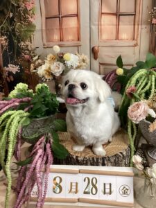 仙台ペット宿R with dogご宿泊頂きましたわんちゃんのご紹介