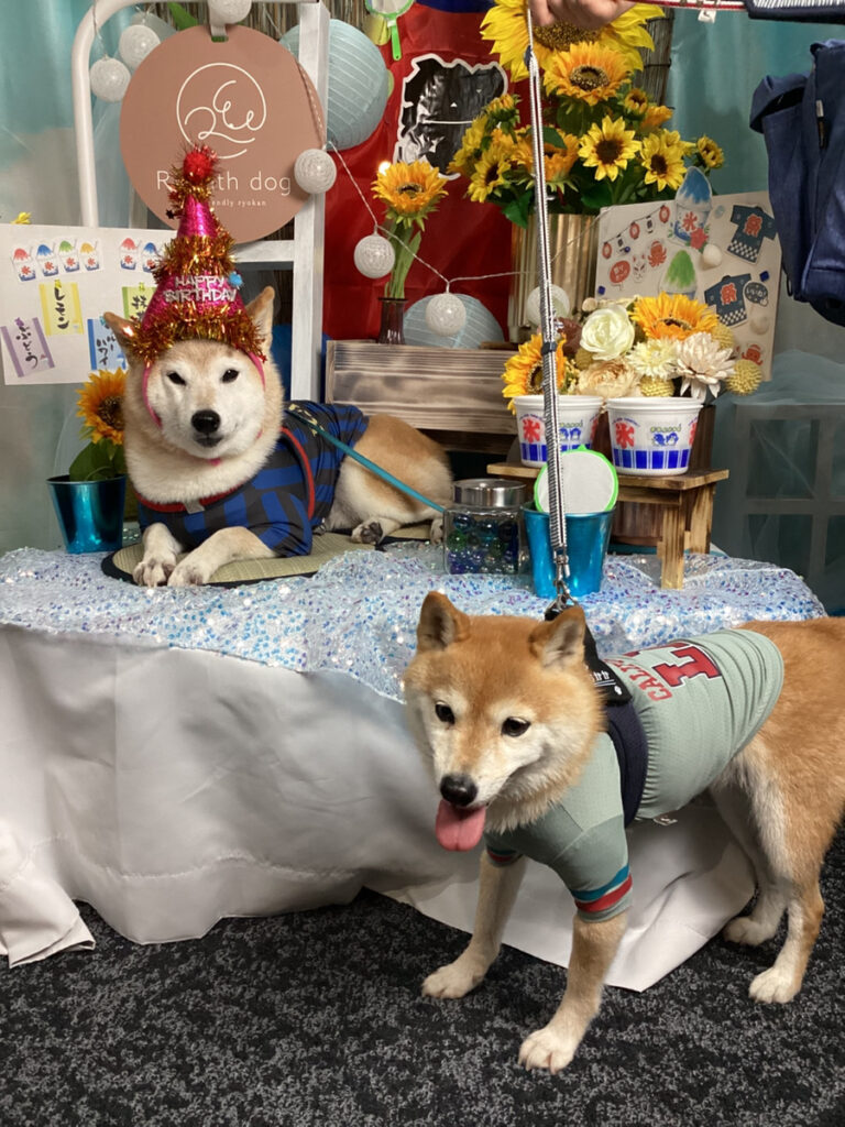 仙台ペット宿R with dogご宿泊頂きましたわんちゃんのご紹介