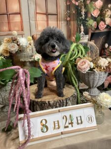 仙台ペット宿R with dogご宿泊頂きましたわんちゃんのご紹介