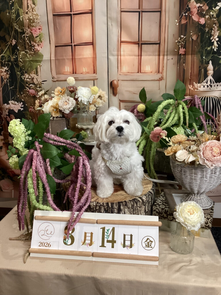 仙台ペット宿R with dogご宿泊頂きましたわんちゃんのご紹介