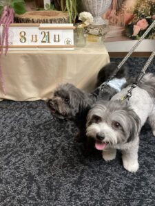仙台ペット宿R with dogご宿泊頂きましたわんちゃんのご紹介
