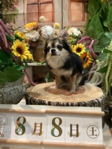 仙台ペット宿R with dogご宿泊頂きましたわんちゃんのご紹介