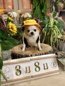 仙台ペット宿R with dogご宿泊頂きましたわんちゃんのご紹介
