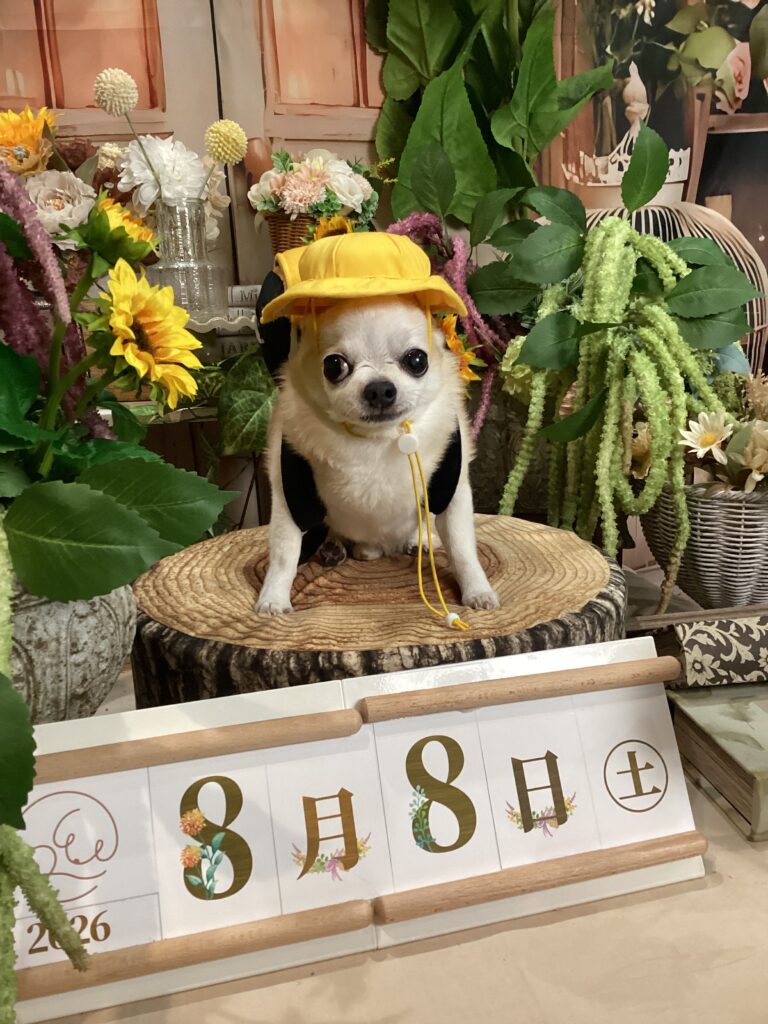 仙台ペット宿R with dogご宿泊頂きましたわんちゃんのご紹介