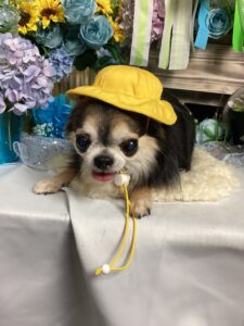 仙台ペット宿R with dogご宿泊頂きましたわんちゃんのご紹介