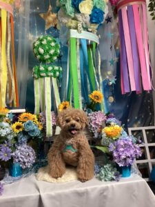 仙台ペット宿R with dogご宿泊頂きましたわんちゃんのご紹介