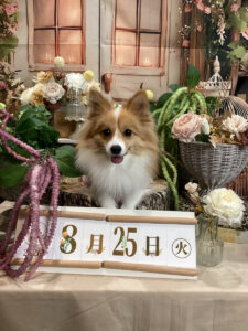 仙台ペット宿R with dogご宿泊頂きましたわんちゃんのご紹介