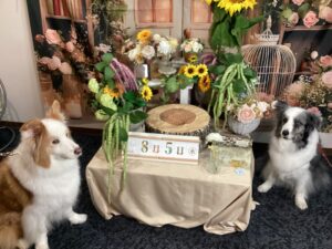 仙台ペット宿R with dogご宿泊頂きましたわんちゃんのご紹介