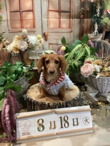 仙台ペット宿R with dogご宿泊頂きましたわんちゃんのご紹介
