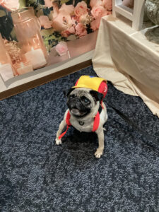 仙台ペット宿R with dogご宿泊頂きましたわんちゃんのご紹介