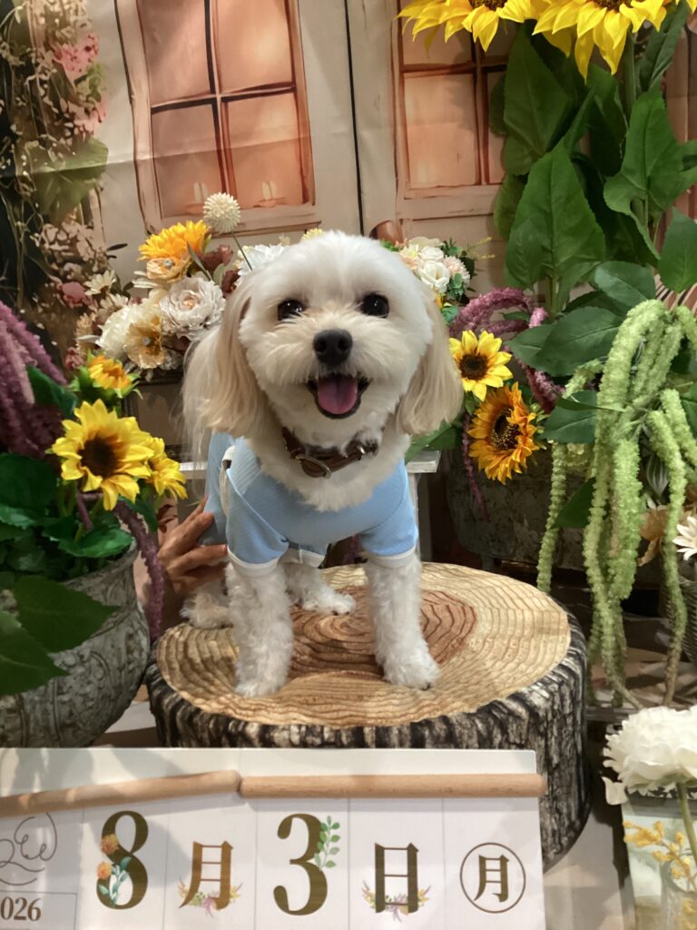 仙台ペット宿R with dogご宿泊頂きましたわんちゃんのご紹介
