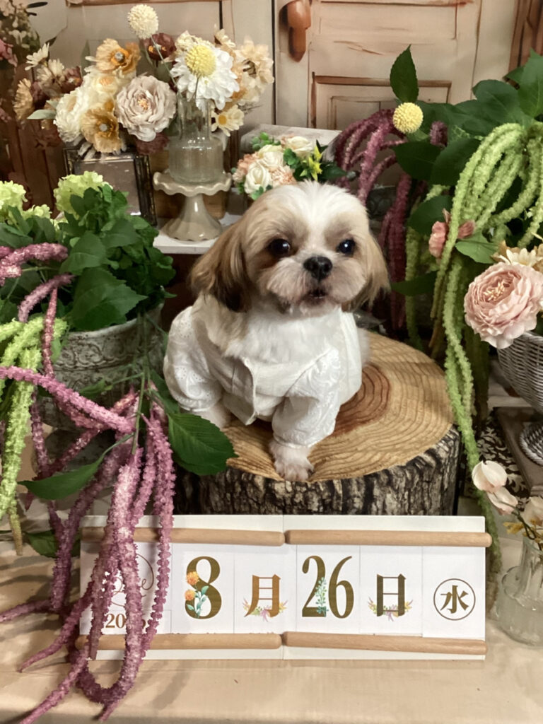 仙台ペット宿R with dogご宿泊頂きましたわんちゃんのご紹介