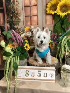 仙台ペット宿R with dogご宿泊頂きましたわんちゃんのご紹介
