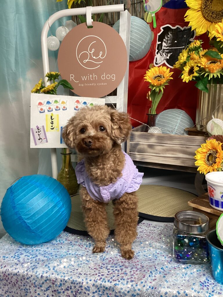 仙台ペット宿R with dogご宿泊頂きましたわんちゃんのご紹介