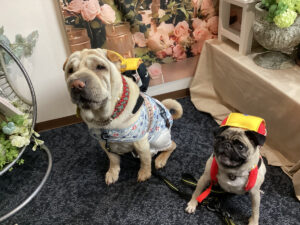 仙台ペット宿R with dogご宿泊頂きましたわんちゃんのご紹介