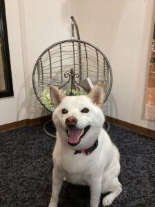 仙台ペット宿R with dogご宿泊頂きましたわんちゃんのご紹介