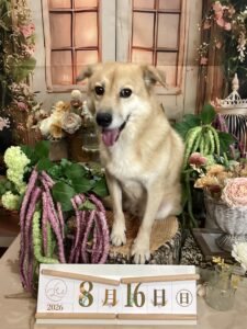 仙台ペット宿R with dogご宿泊頂きましたわんちゃんのご紹介