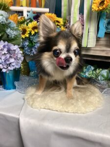 仙台ペット宿R with dogご宿泊頂きましたわんちゃんのご紹介
