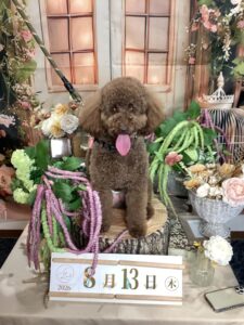 仙台ペット宿R with dogご宿泊頂きましたわんちゃんのご紹介