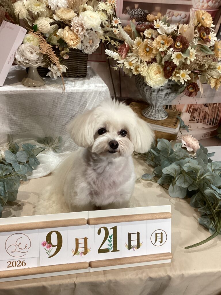 仙台ペット宿R with dogご宿泊頂きましたわんちゃんのご紹介