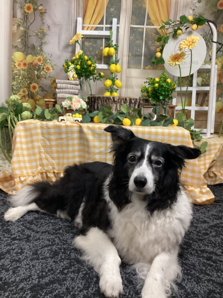 仙台ペット宿R with dogご宿泊頂きましたわんちゃんのご紹介