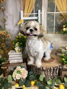 仙台ペット宿R with dogご宿泊頂きましたわんちゃんのご紹介