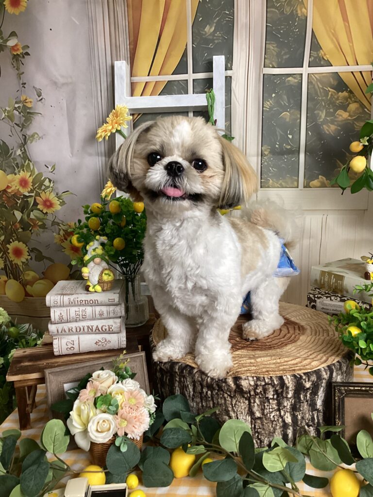 仙台ペット宿R with dogご宿泊頂きましたわんちゃんのご紹介