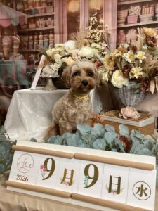 仙台ペット宿R with dogご宿泊頂きましたわんちゃんのご紹介
