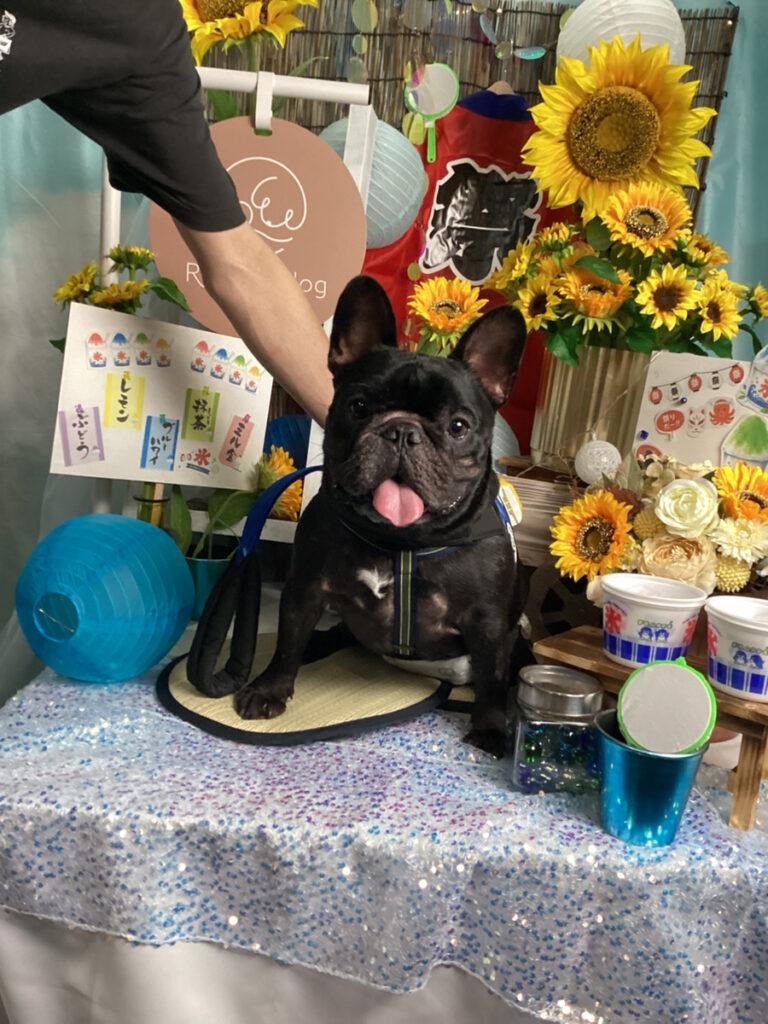 仙台ペット宿R with dogご宿泊頂きましたわんちゃんのご紹介