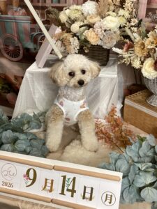 仙台ペット宿R with dogご宿泊頂きましたわんちゃんのご紹介