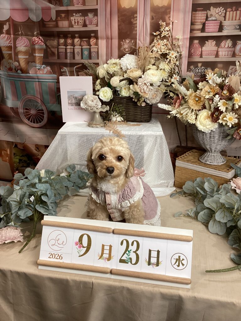 仙台ペット宿R with dogご宿泊頂きましたわんちゃんのご紹介