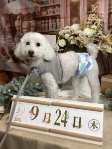 仙台ペット宿R with dogご宿泊頂きましたわんちゃんのご紹介