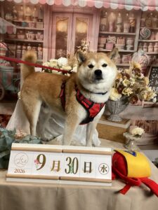 仙台ぺット宿R with dogご宿泊頂きましたわんちゃんのご紹介