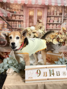 仙台ペット宿R with dogご宿泊頂きましたわんちゃんのご紹介