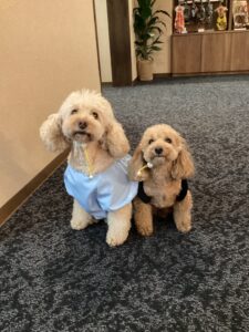 仙台ペット宿R with dogご宿泊頂きましたわんちゃんのご紹介