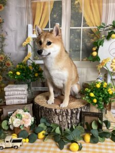 仙台ペット宿R with dogご宿泊頂きましたわんちゃんのご紹介