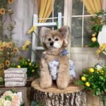 仙台ペット宿R with dogご宿泊頂きましたわんちゃんのご紹介