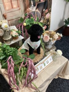 仙台ペット宿R with dogご宿泊頂きましたわんちゃんのご紹介