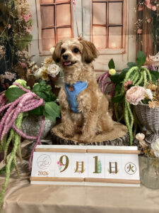 仙台ペット宿R with dogご宿泊頂きましたわんちゃんのご紹介